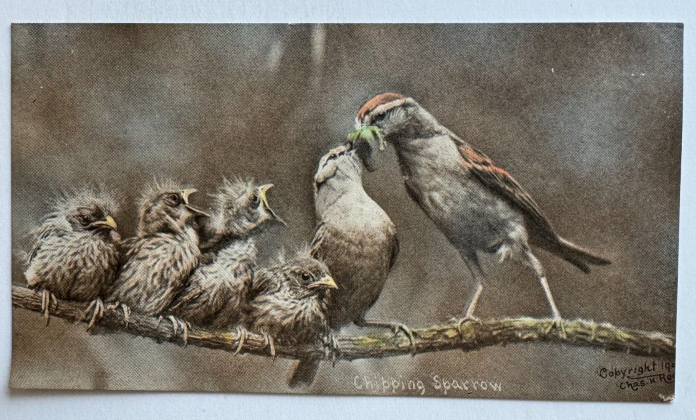 Vintage ca 1900s Postcard Birds Chipping Sparrow chicks tree limb (Charles Reed)