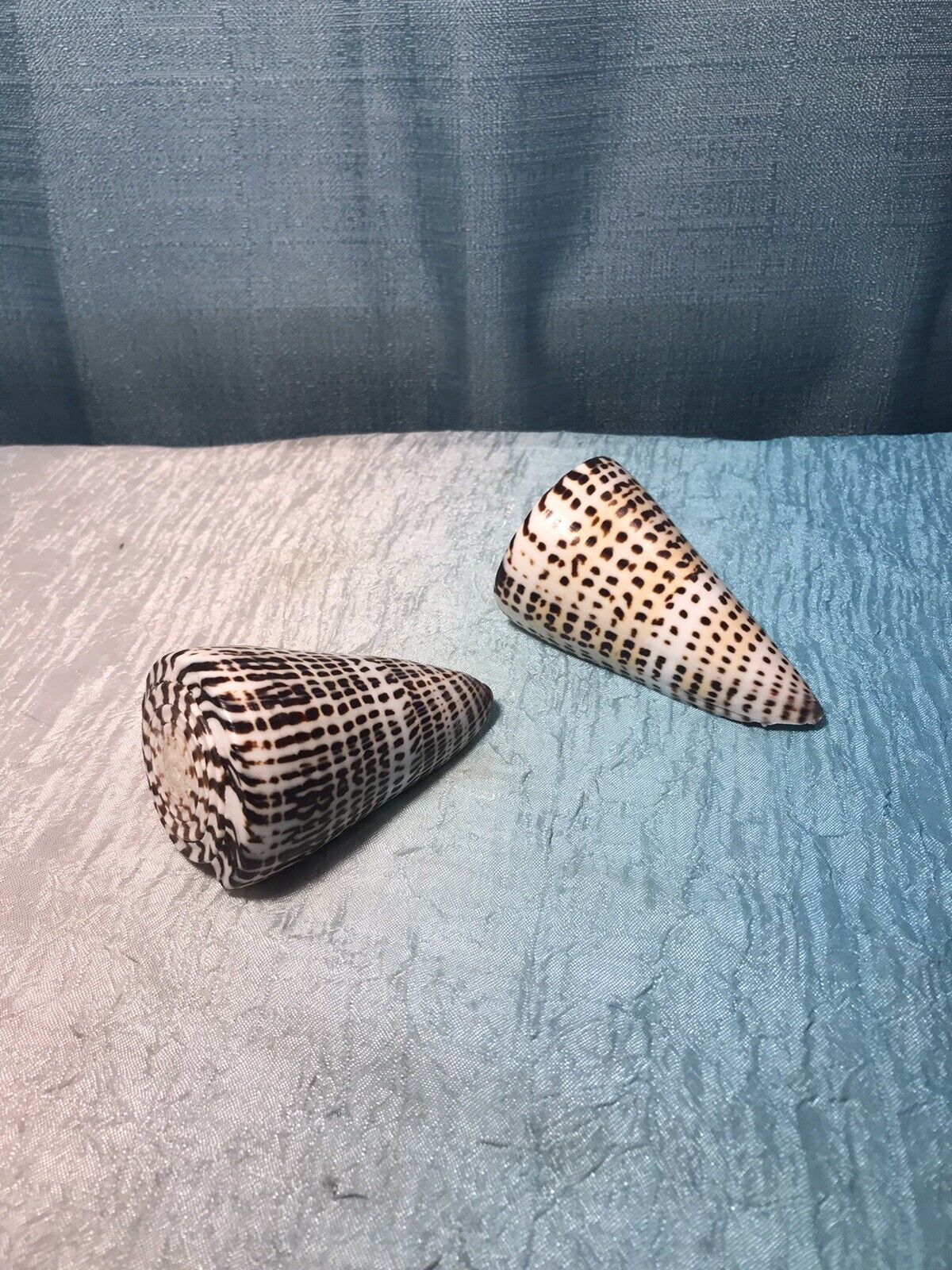 Pair of Leopard Cone Shell Conus leopardus Seashell 3.5”