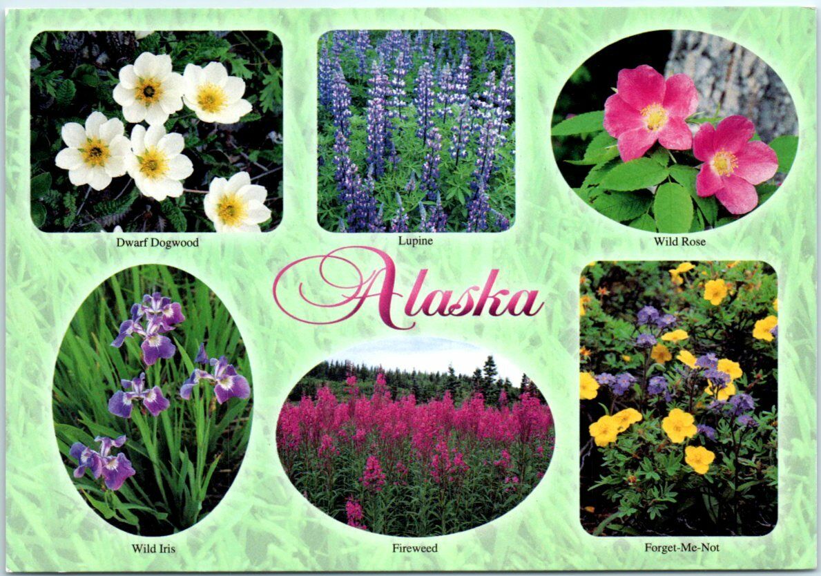 Postcard - Wildflowers - Alaska