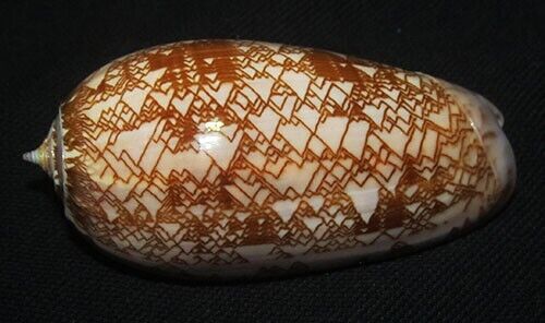 78 mm RARE Oliva Porphyria Olive Seashell From Panama DEEP WATER GREAT #A4