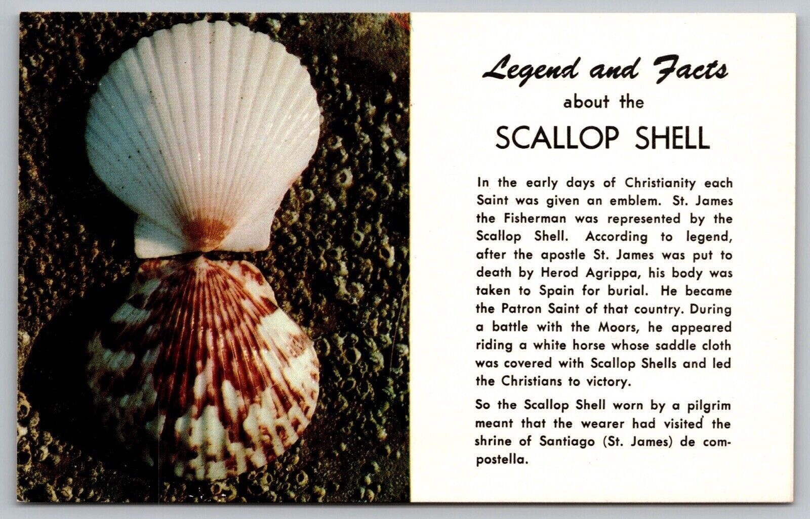 Florida Scallop Shell Scenic Marine Wildlife Oceanside Beach Chrome Postcard