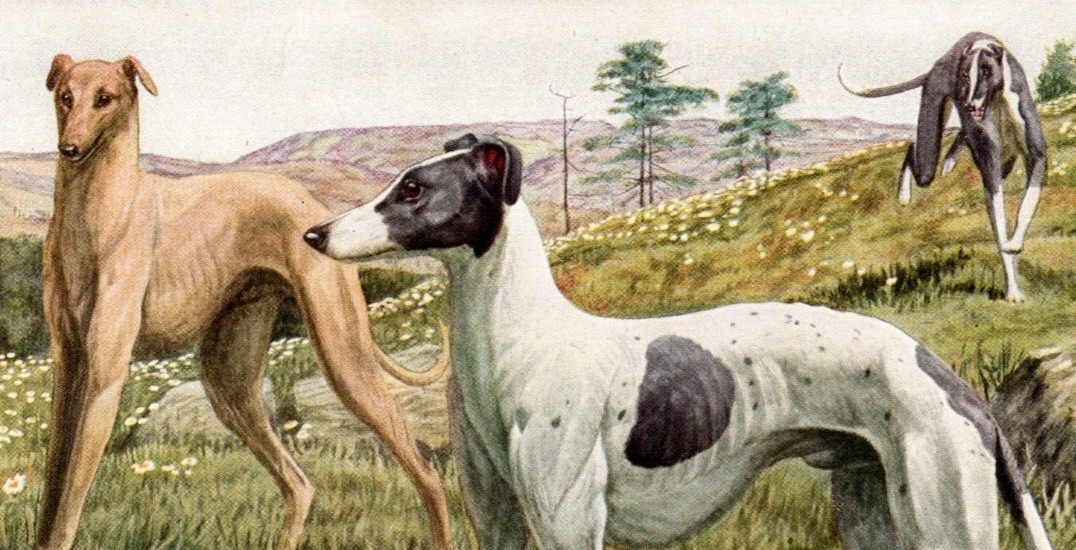 Greyhounds Original Book Plate Art National Geographic c. 1940\'s Louis Agassiz