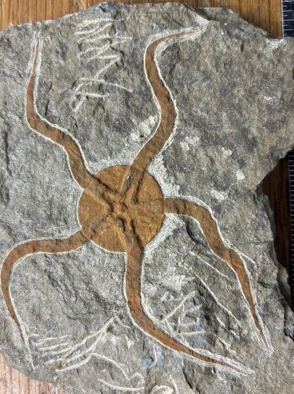 Fantastic  Brittle Starfish Fossil on matrix Ordovician, 488 - 433 million years