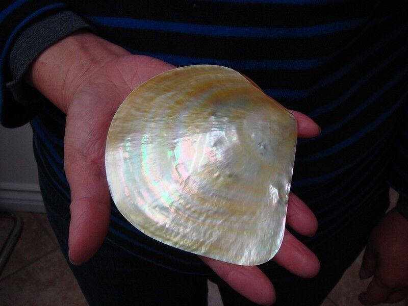 GOLDEN MOTHER OF PEARL LIP SEA SHELL PLATE CRAFT 4 1/2\