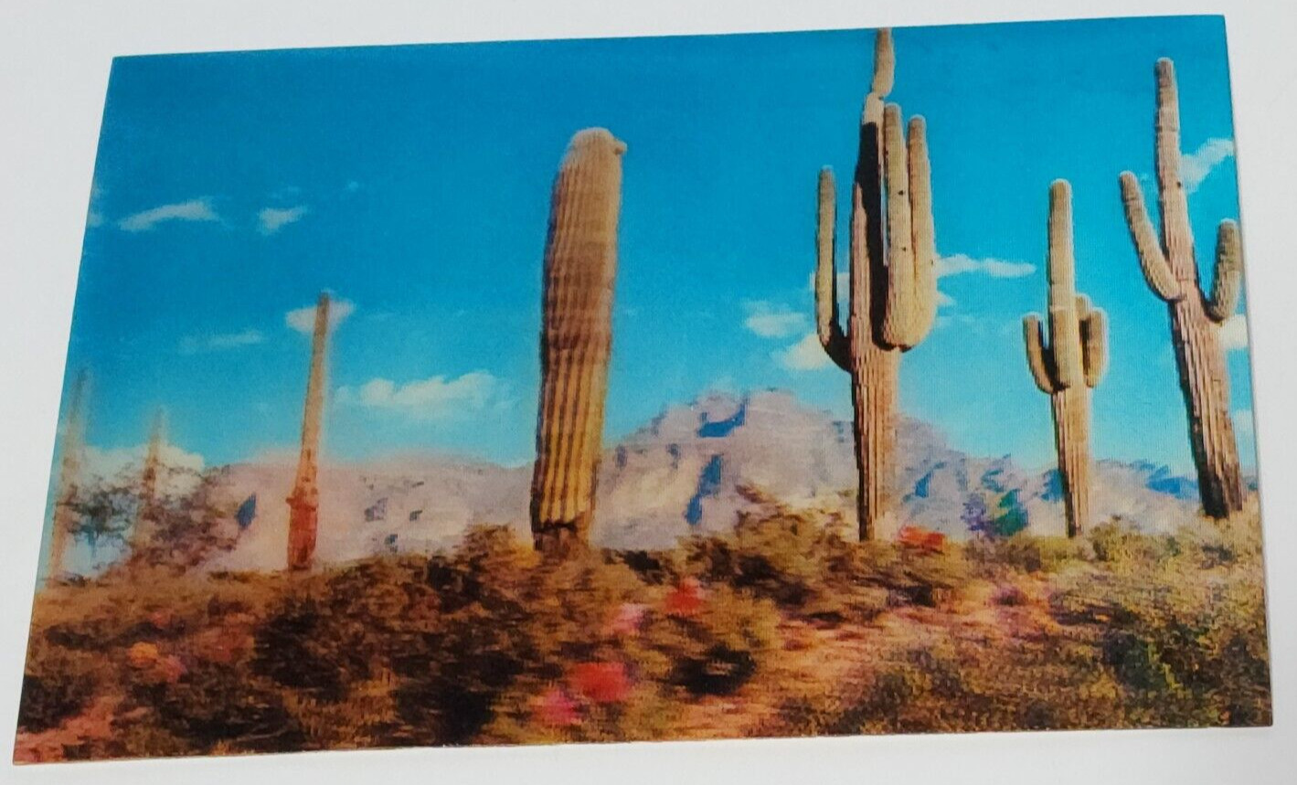 Cactus at Superstition Mountain Arizona Vintage 1970s 3-D Postcard