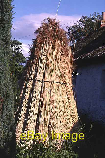 Photo 6x4 Reeds for Thatching Errol\/NO2522 The extensive reed beds in th c1982