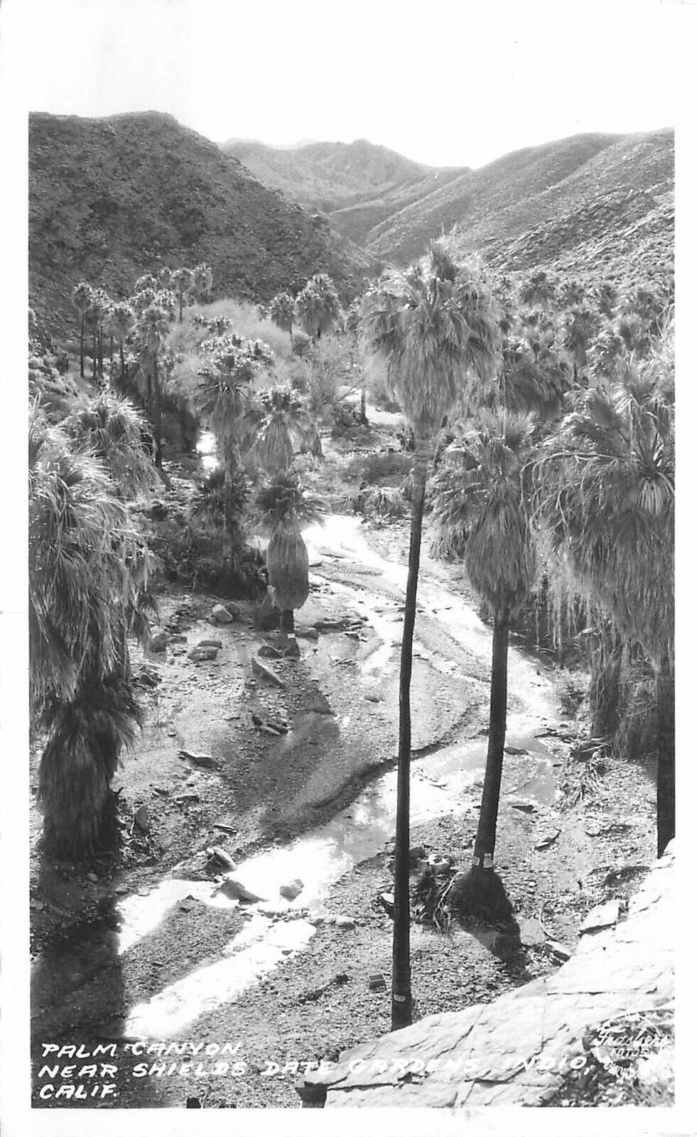 Postcard RPPC California Indio Palm Canyon Shields Date Garden 23-5032