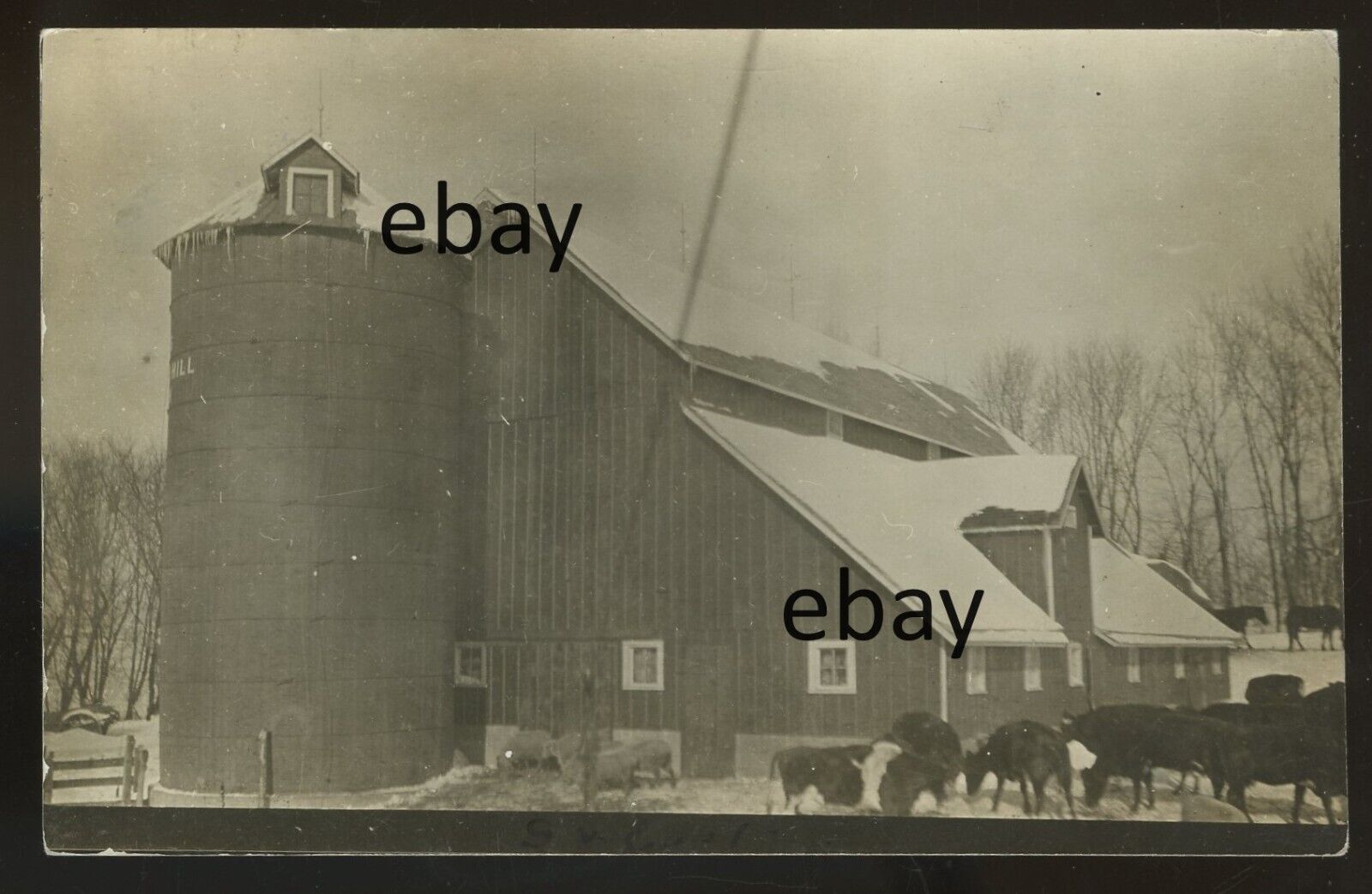 1915 circa Large Barn and livestock on the Farm, STORY ON BACK. Winter # 2 RPPC