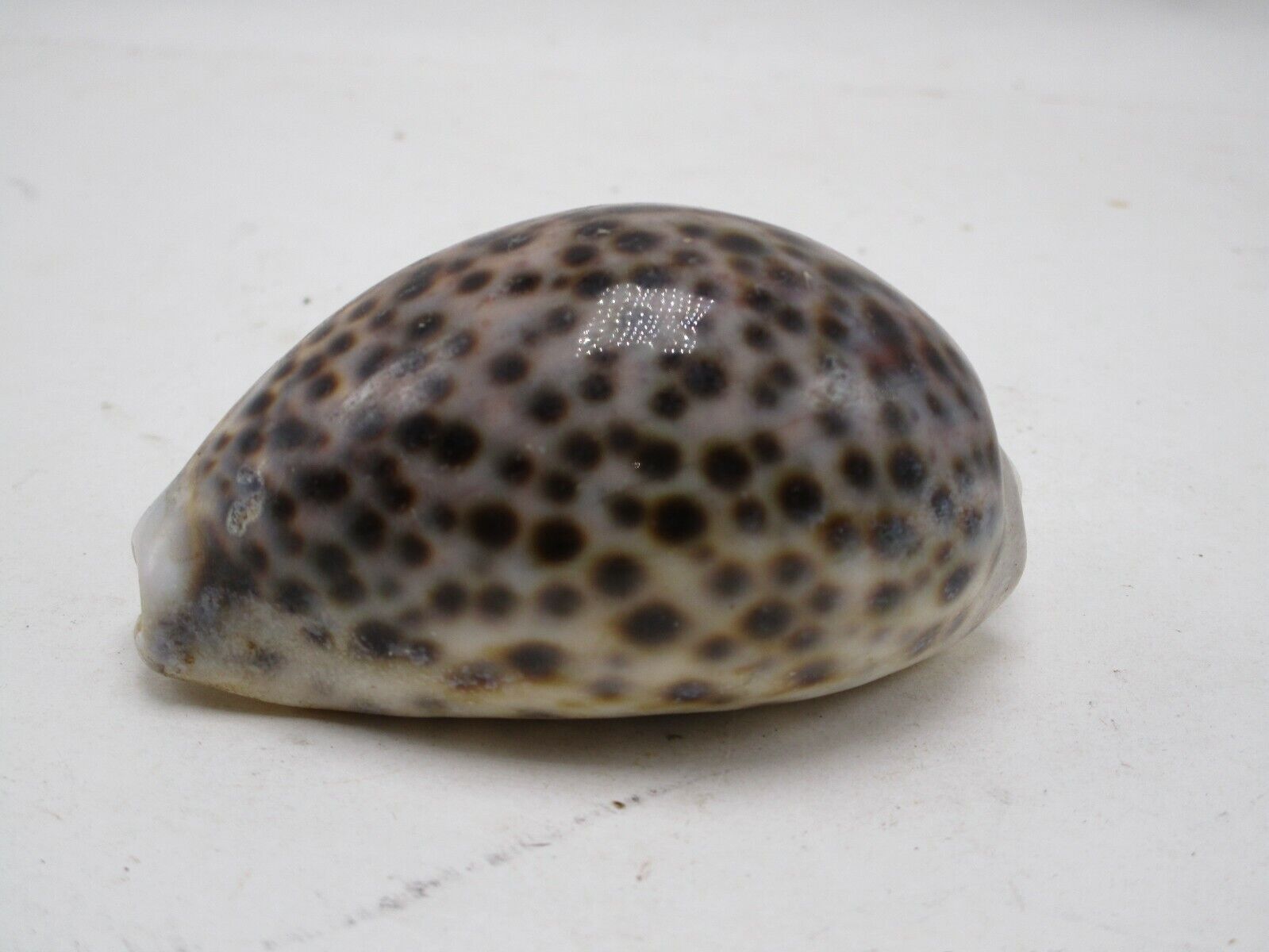 Cypraea Tigris Shell Seashell 3 1/2\'\' x 2\'\' Home Beach Decor