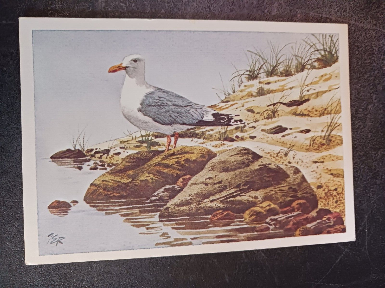90s postcard Current Inc seagull watercolor painting art unposted