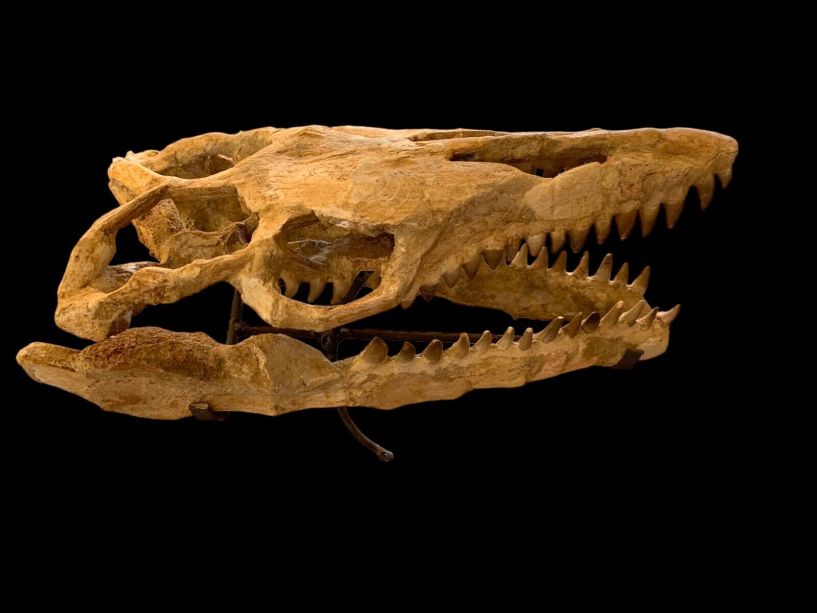 Jurassic skull mosasaur 39 CM prehistoric marine reptiles