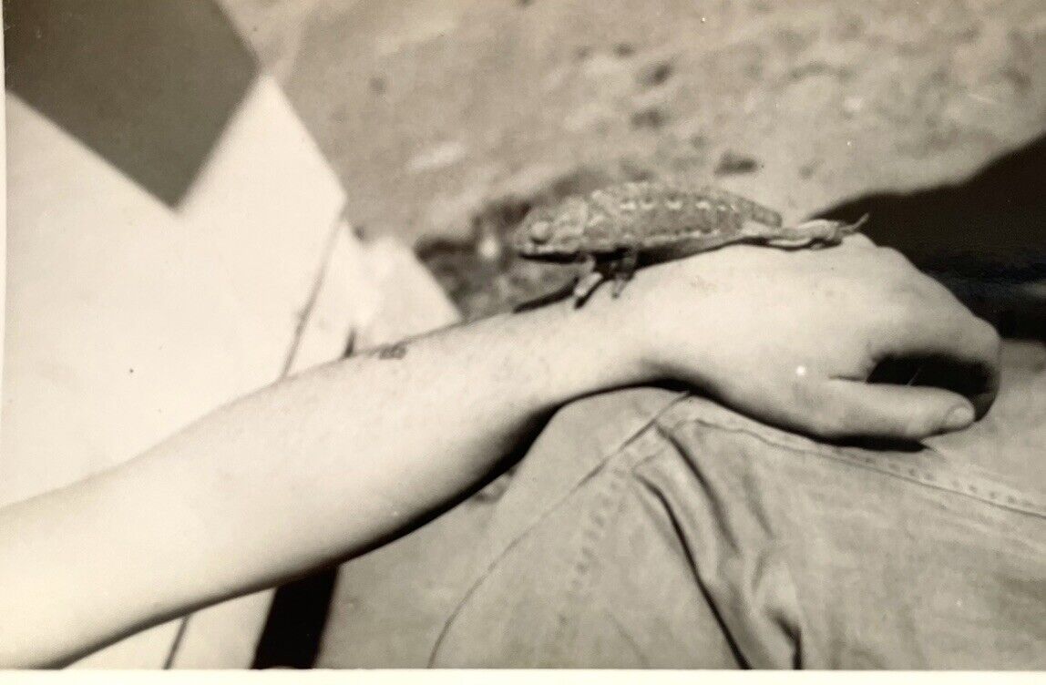 Vintage ODD Photo GECKO Lizard On Hand Cut Off 1950s Abstract Strange