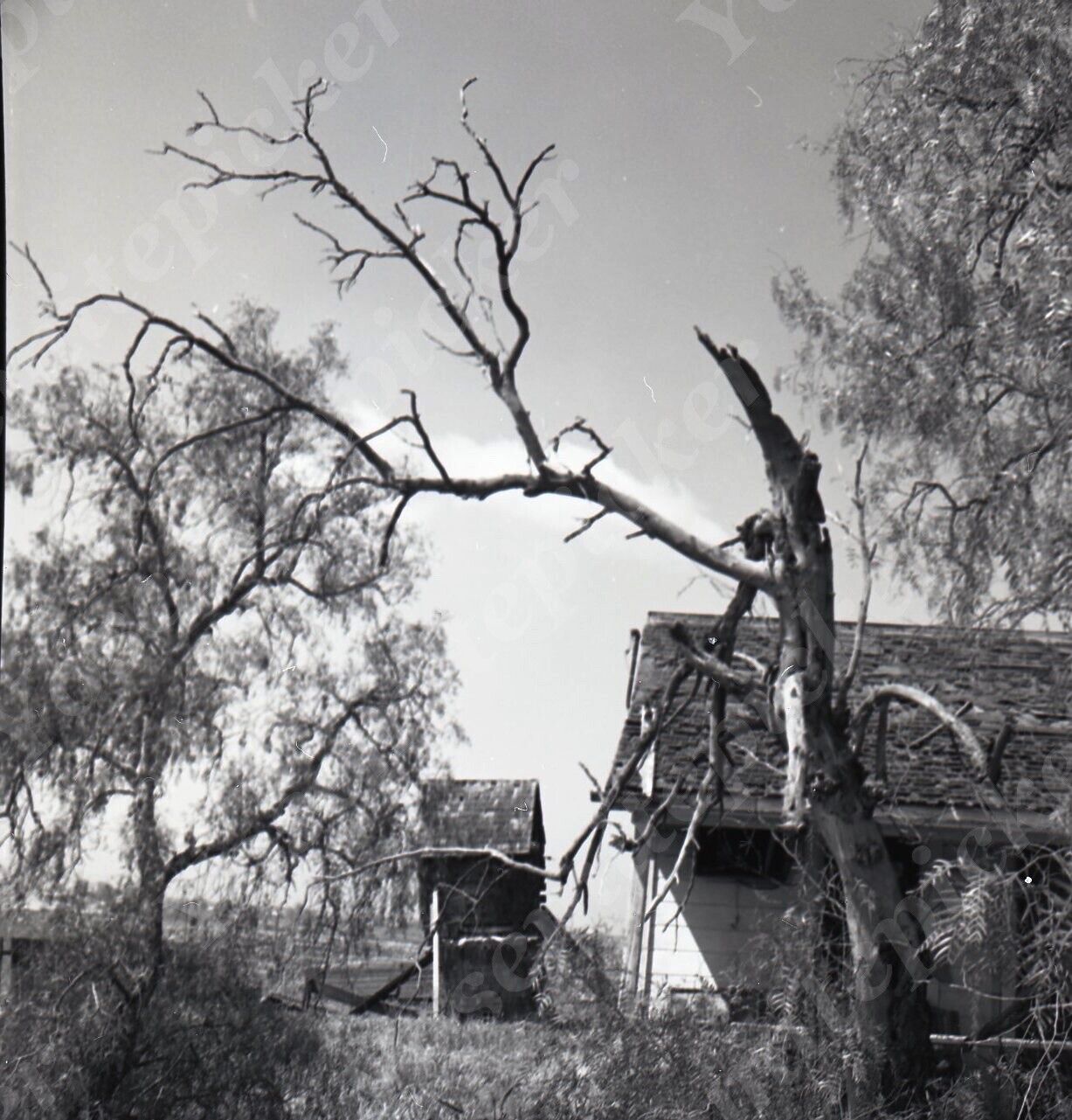 A14 Original Negative 1965 Collinsville CA old House dead tree 576a
