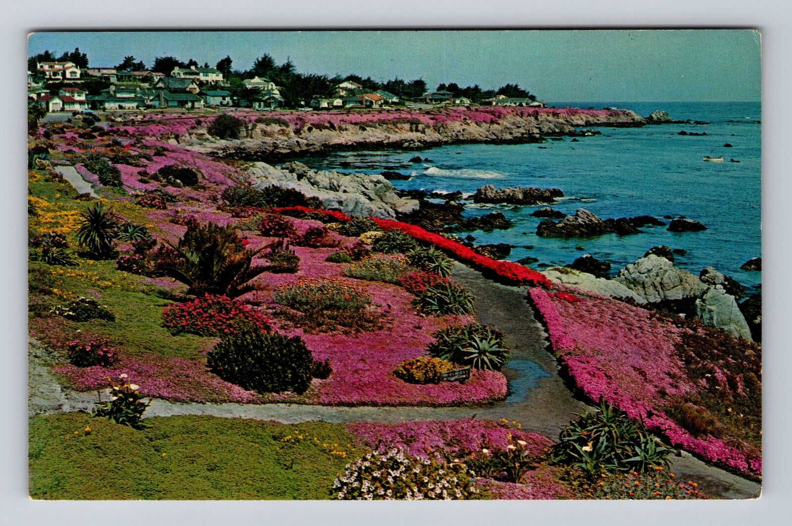 Monterey CA-California, Peninsula, Lover\'s Point, Ice Plant, Vintage Postcard