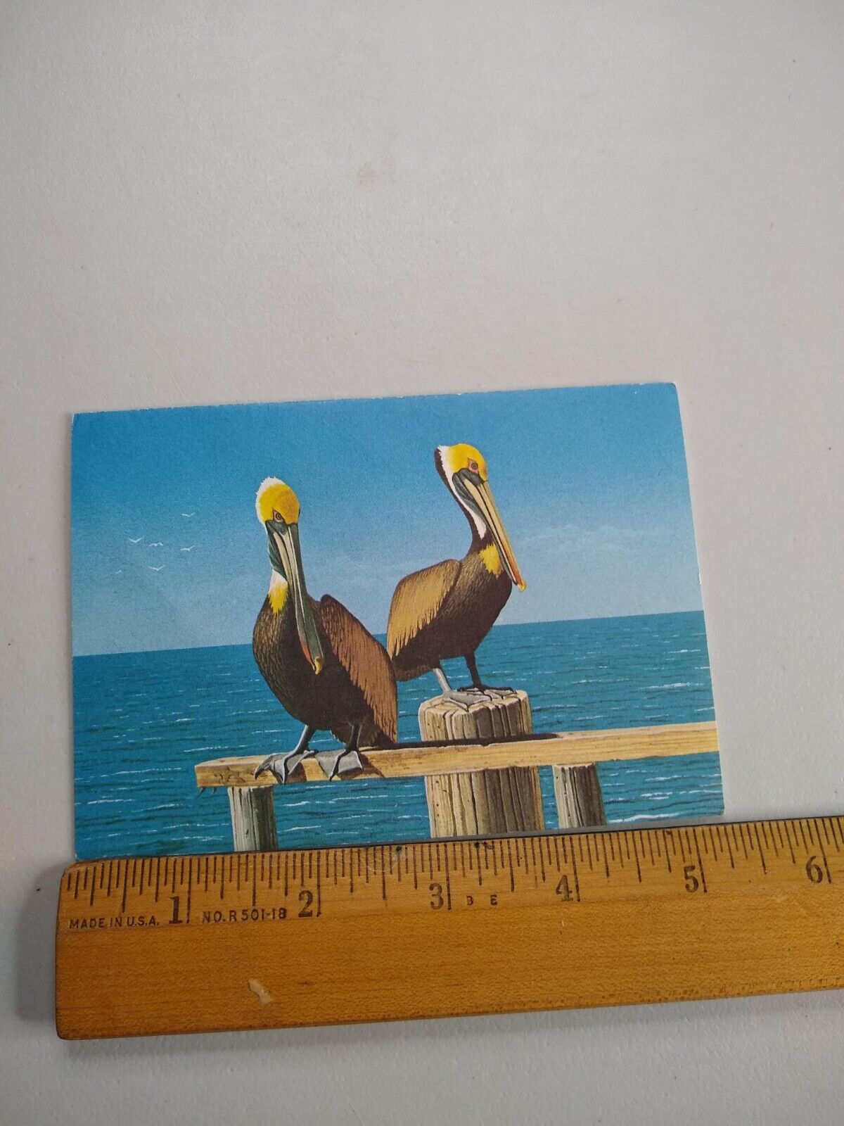 Postcard - Pelican Birds Art Print