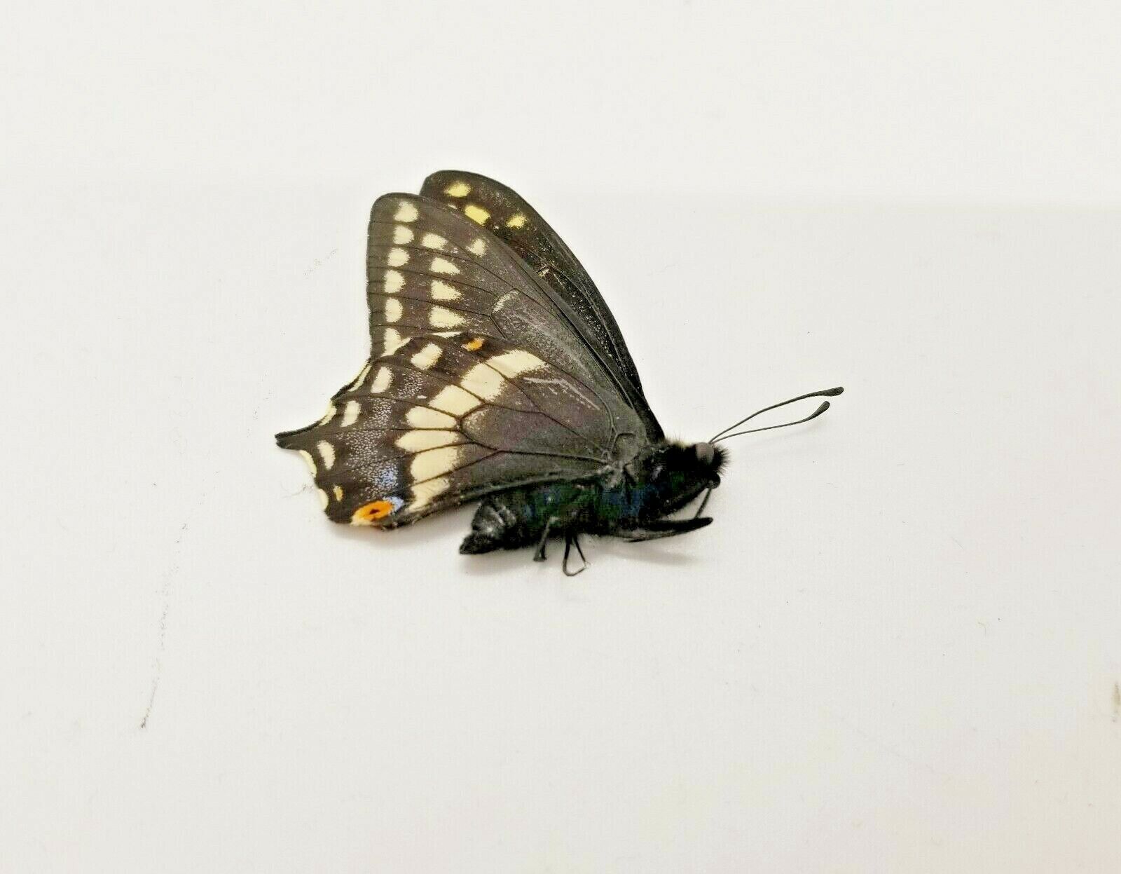 Rare Papilio indra indra Male Black Swallowtail Butterfly Cache County Utah