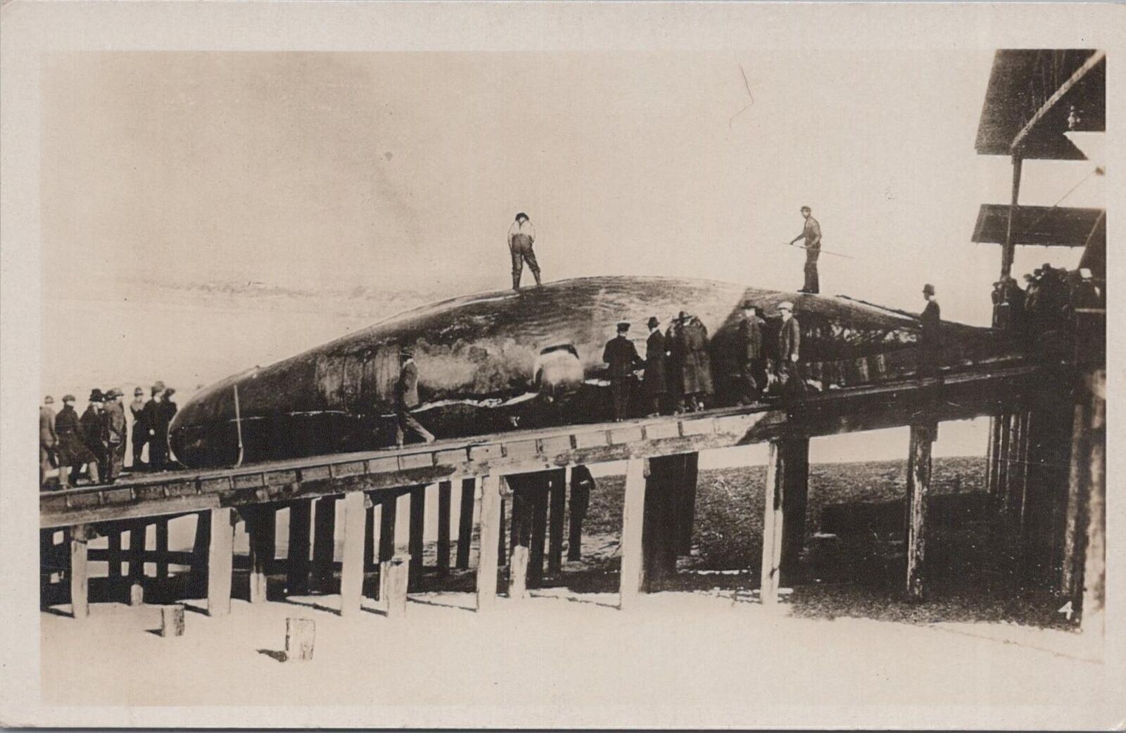 RPPC Postcard Giant Whale on Dock of Ocean 