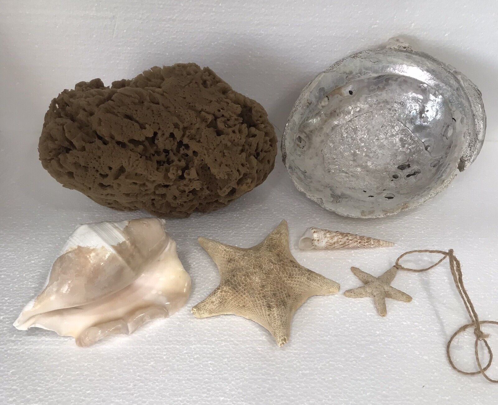 Coastal Grandma Starter Kit of Assorted Sea Shells and Sponge