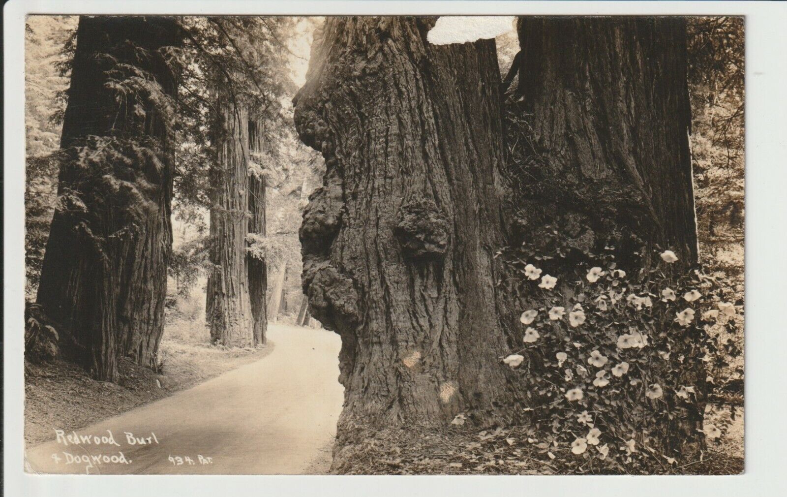 Eureka California RPPC Redwood Burl + Dogwood Real Photo Postcard CA 1935 POSTED