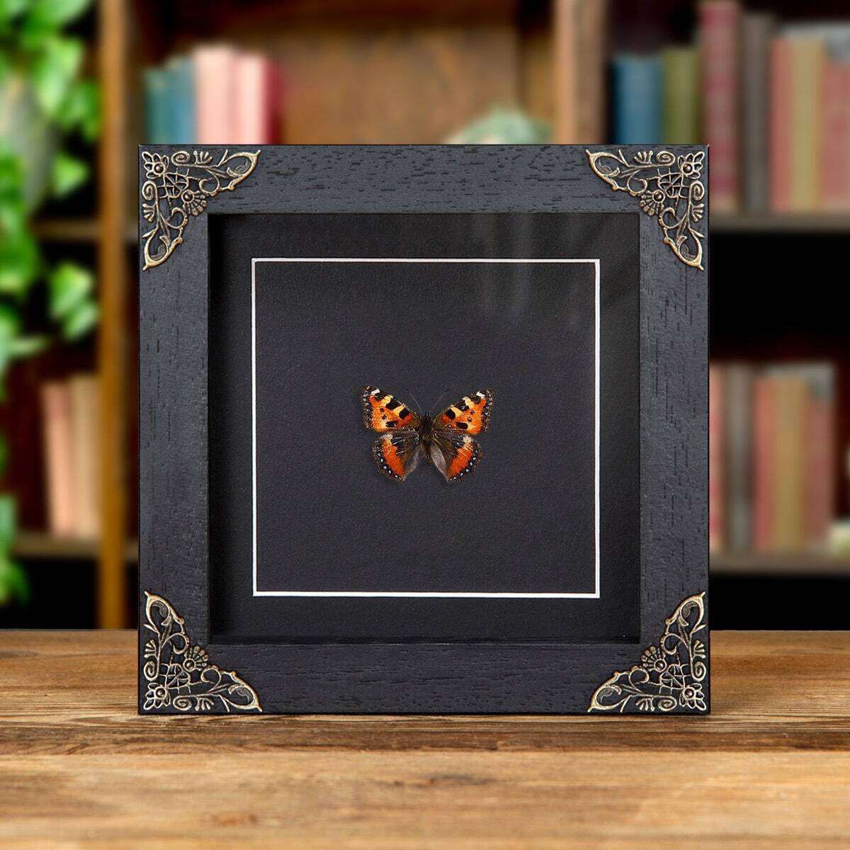 The Small Tortoiseshell Taxidermy Butterfly in Baroque Style Frame (Aglais urtic