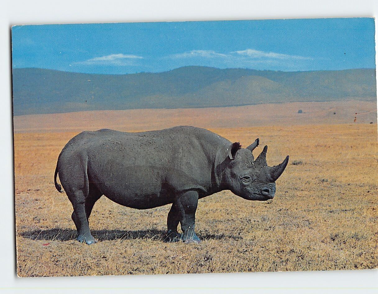 Postcard African Wild Life Rhino in Ngorongoro Crater