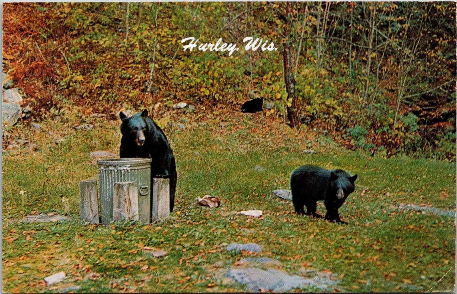 Hurley WI Wisconsin Black Bears Having Lunch Postcard 1974