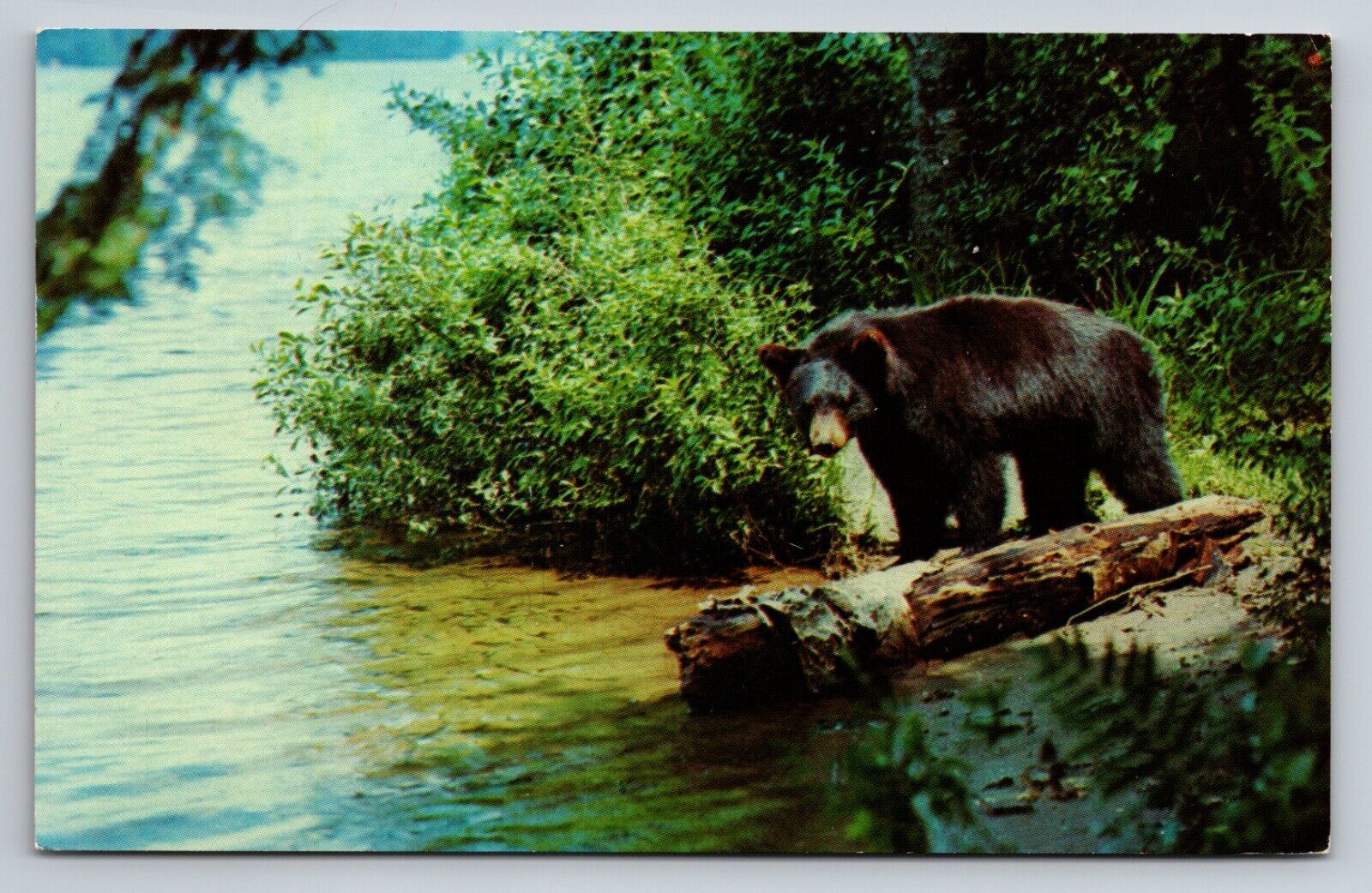 Black Bears Vacationland Scene Wisconsin Vintage Posted 1962 Hayward Postcard