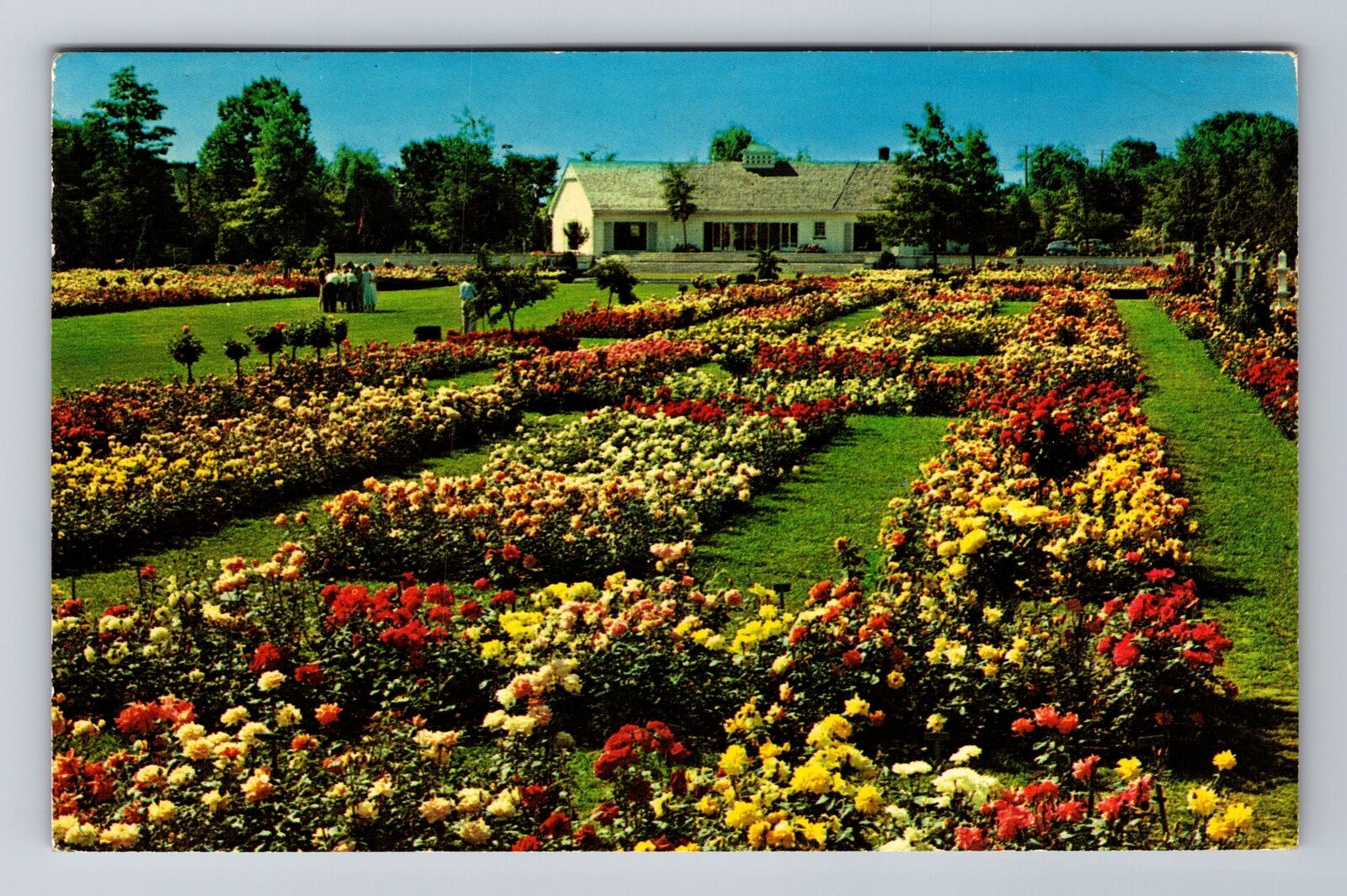 Newark NY-New York, Jackson & Perkins Rose Garden, Vintage c1960 Postcard