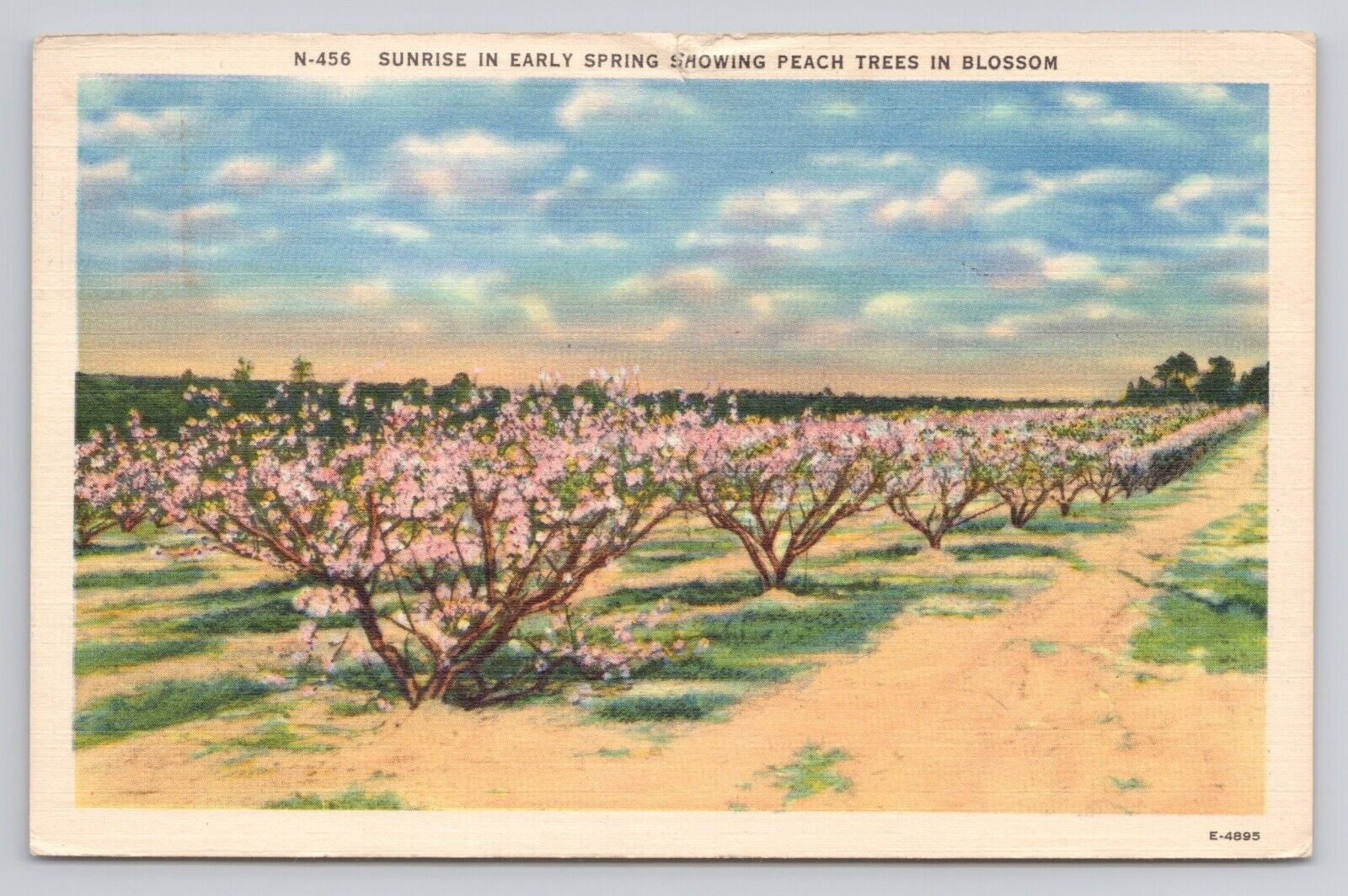 Sunrise in Early Springs showing Peach Trees in Blossom Linen Postcard No 4252