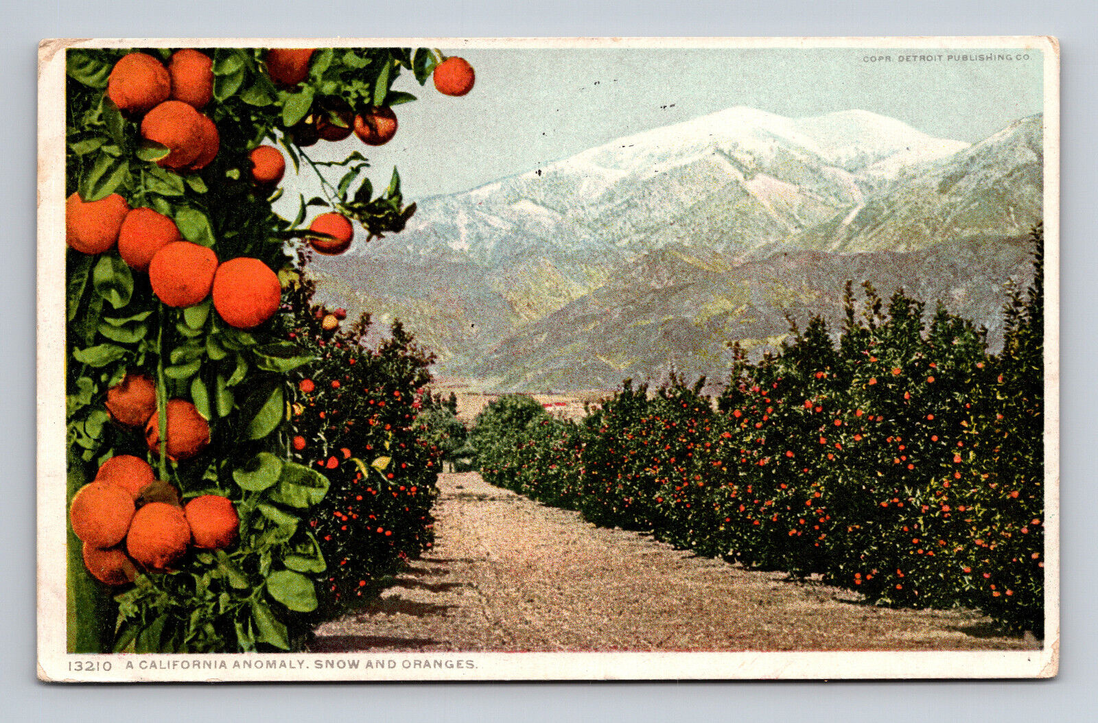 c1912 WB Postcard CA Phostint California Anomaly Snow and Oranges
