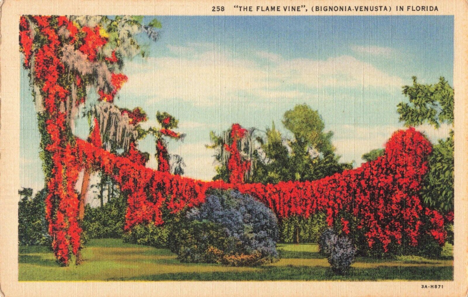 Miami FL Florida, Colorful Flame Vine, Bignonia Venusta, Poem, Vintage Postcard