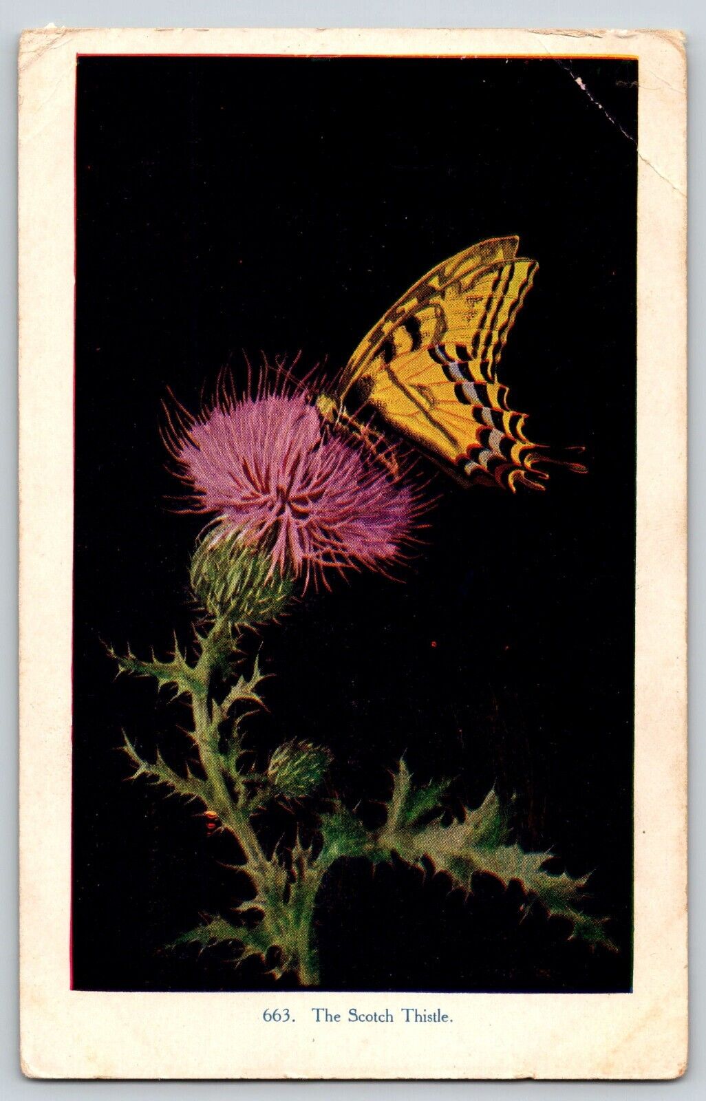 Postcard Butterfly on Thistle