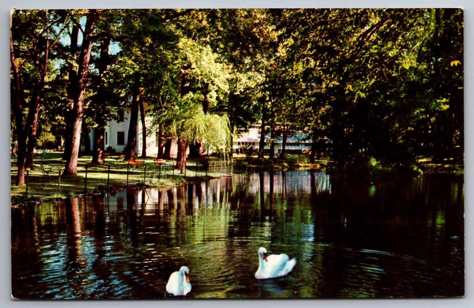 Postcard Swans Winona Lake Lagoon Winona Lake Indiana  F 7