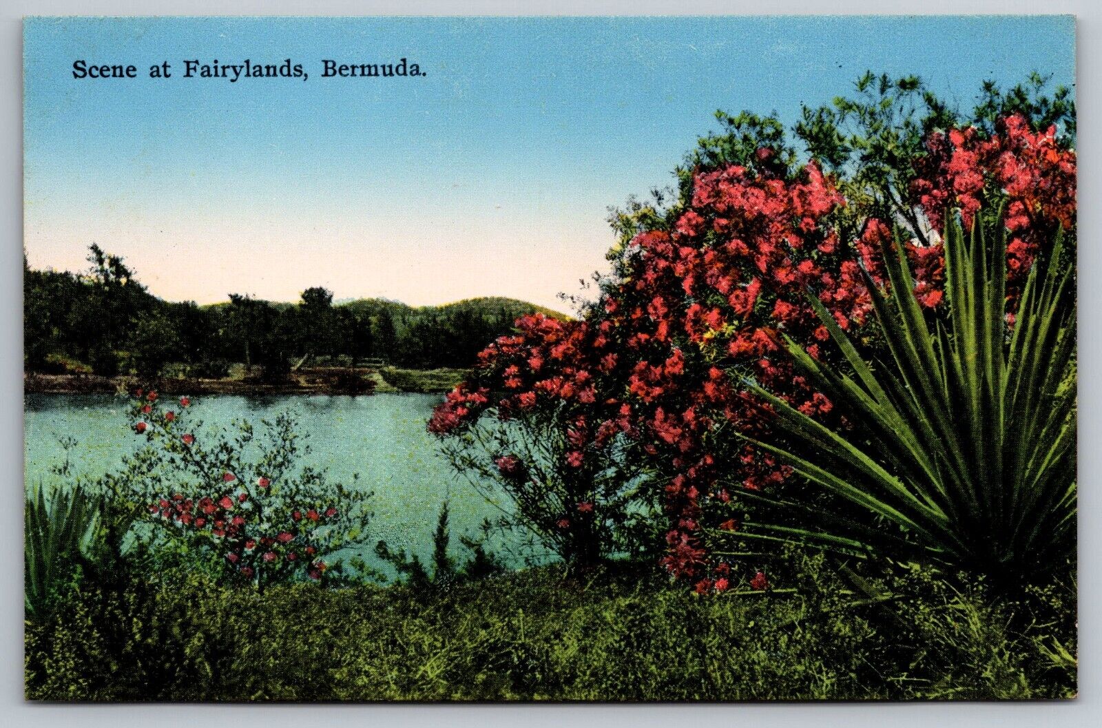 Scene at Fairylands. Bermuda Vintage Postcard