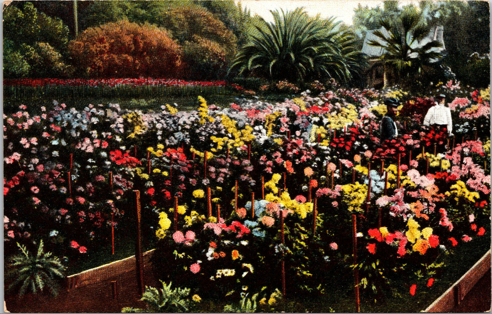 c1910s A Chrysanthemum Garden Los Angeles California Vintage Postcard 