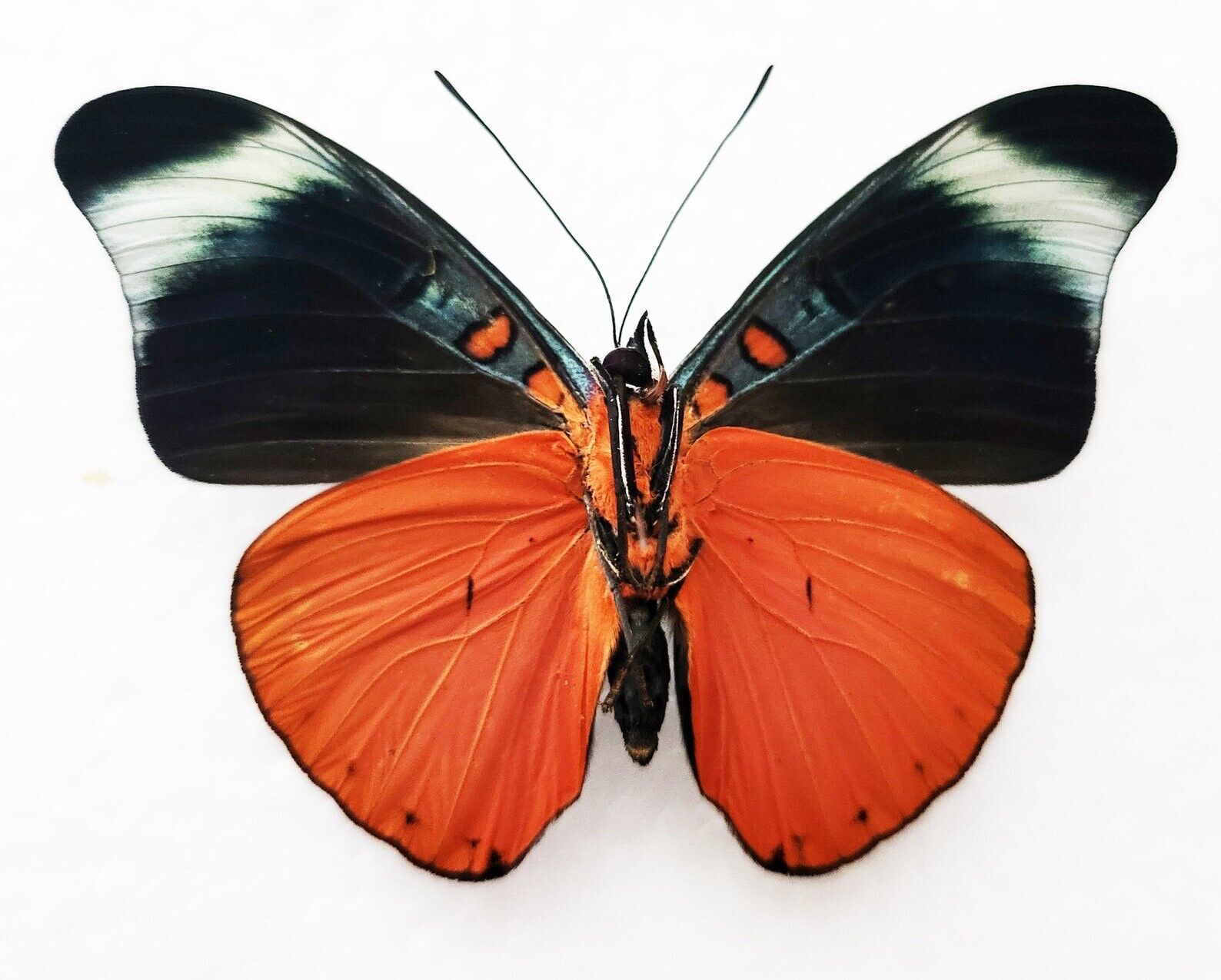 The Prola Beauty,PANACEA PROLA , Real butterfly ,Spread butterfly