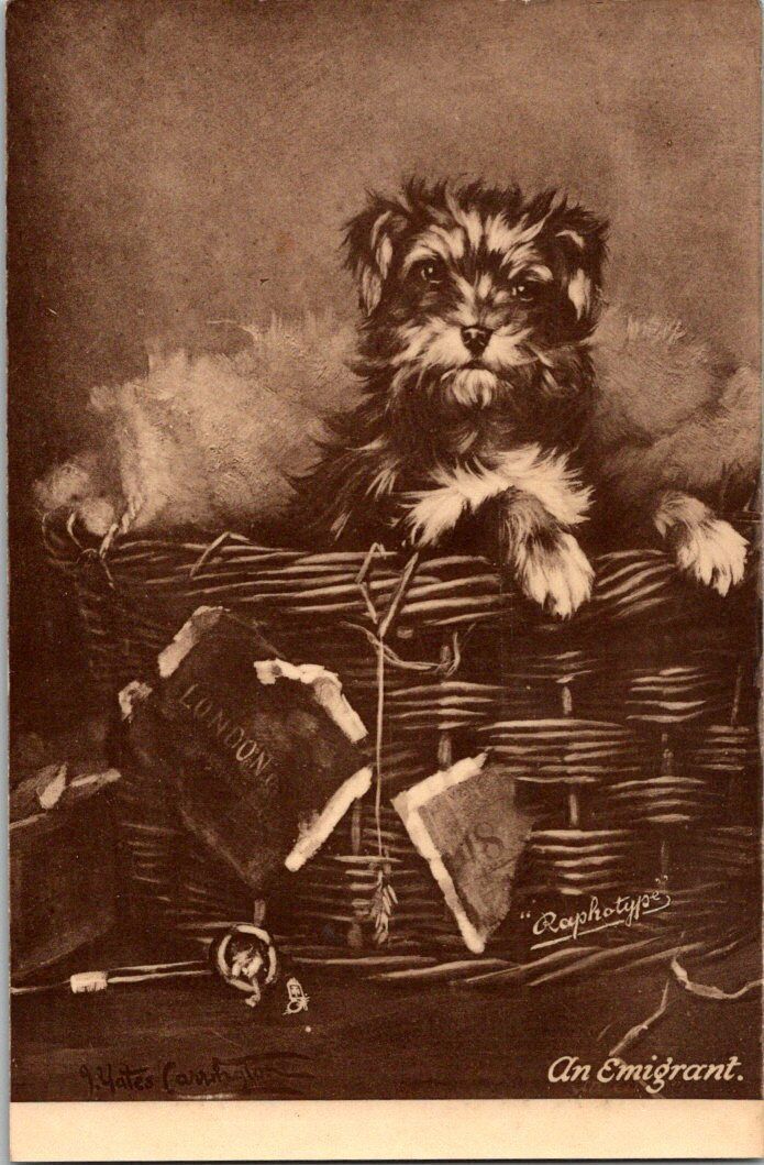 Antique Rafael Tuck & Sons Bavaria Postcard - Terrier in Basket \