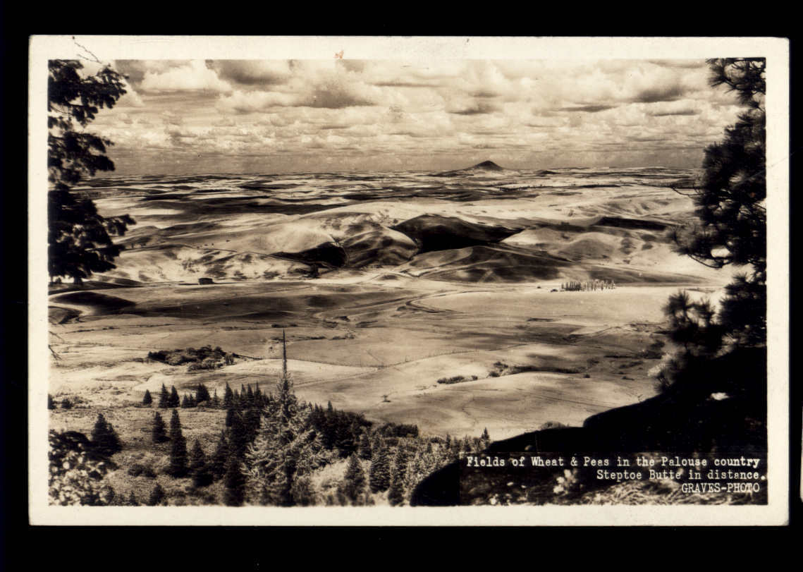 RPPC - FIELDS of WHEAT & PEAS in the PALOUSE COUNTRY by Graves * STEPTOE BUTTE