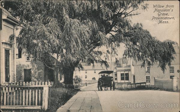 1907 Provincetown,MA Willow from Napoleon\'s Grave Barnstable County Postcard