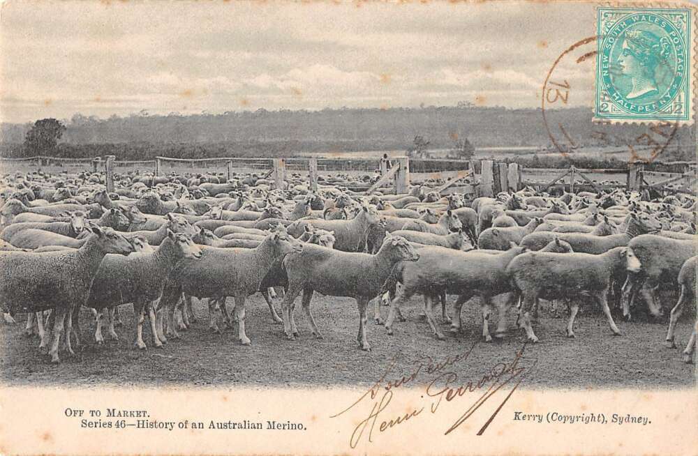 Sydney Australia Sheep Farm Off to Market Vintage Postcard AA41242