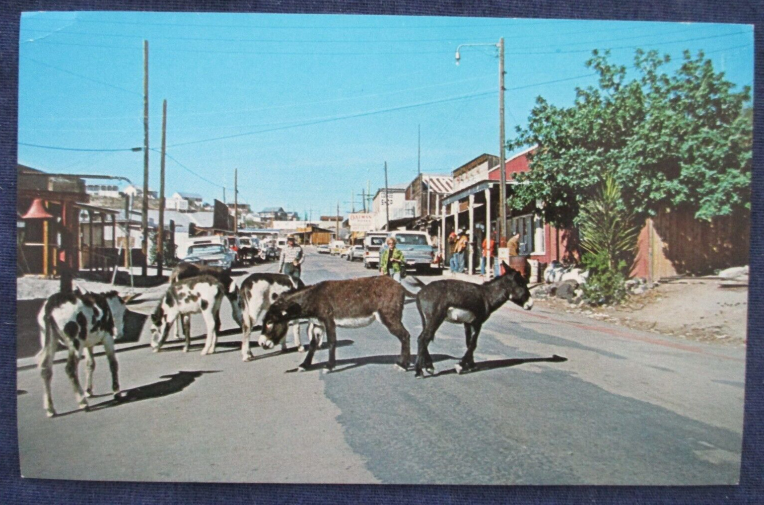 ca1980 Oatman Arizona Main Street Wild Burros Route 66 Postcard