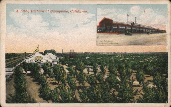 Sunnyvale,CA A Libby Orchard Santa Clara County California Antique Postcard