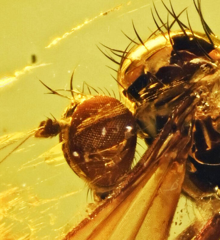 Detailed Dolichopodidae (Fly), Fossil Inclusion in Baltic Amber
