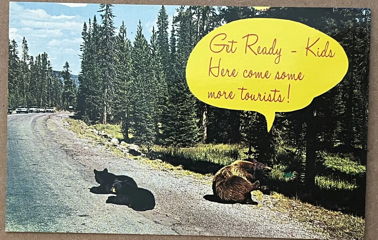 Tennessee Bears on Road Great Smokey Mountains National Park Postcard