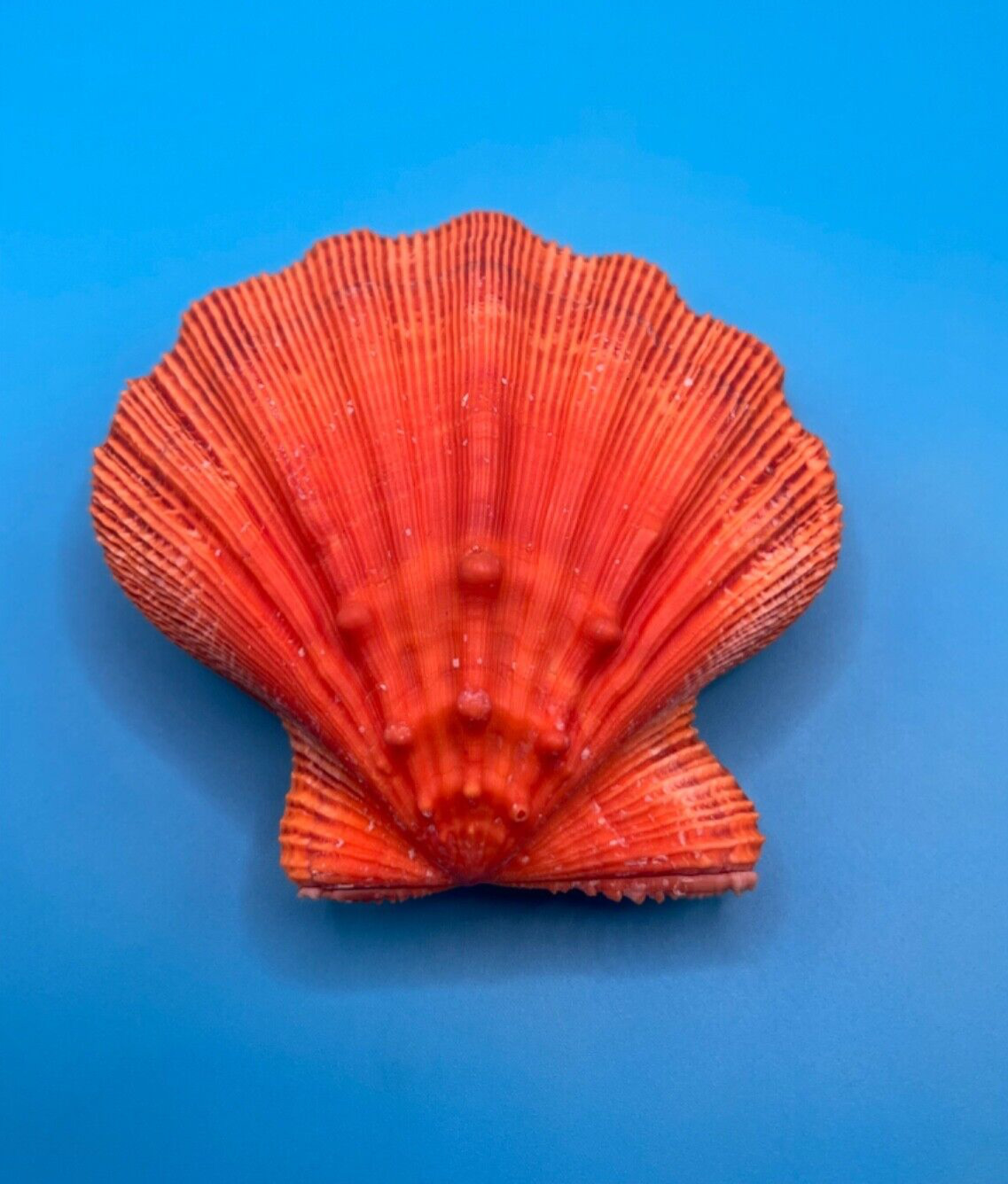 Nodipecten nodosus 88.51mm, Bright Orange Shell