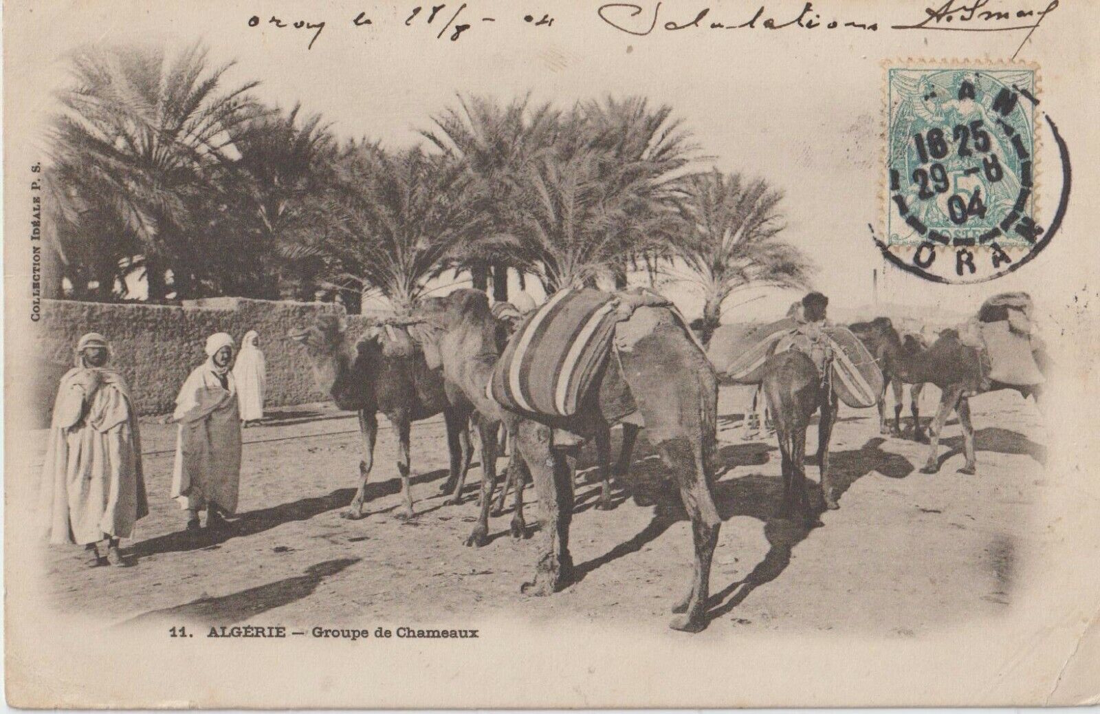 1904 ALGERIA GROUP OF CAMELS NICE POSTCARD COVER 