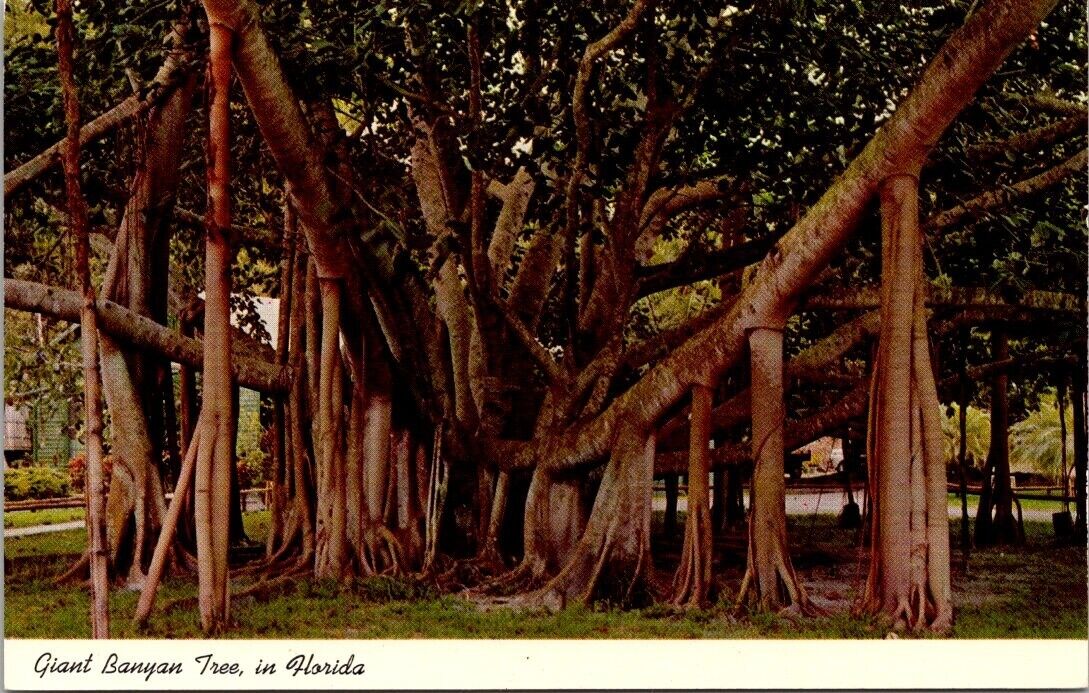 Postcard Florida Giant Banyan Tree Tropical Vintage FL