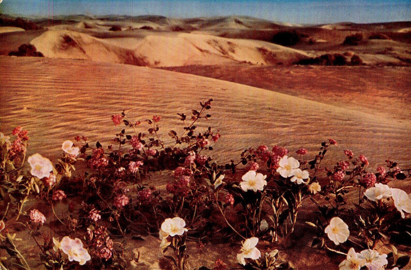 Verbenas in the Sand Dunes chrome Postcard