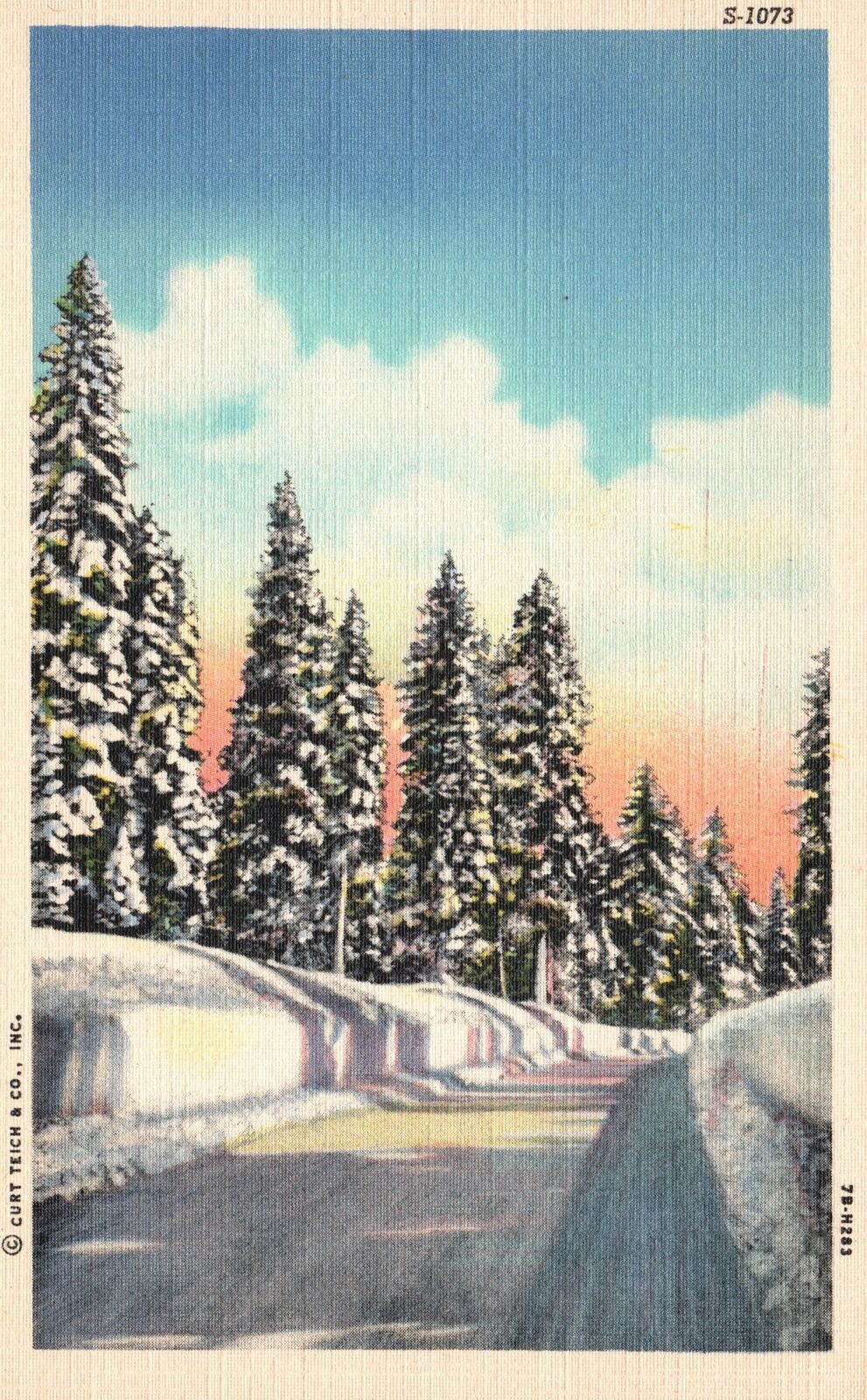 Vintage Postcard Winter Scenes Pine Trees Covered With Snow