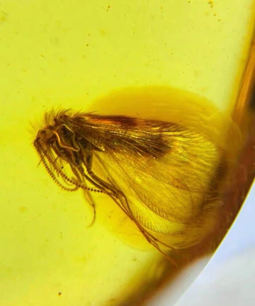 Cretaceous Fossil Burmese amber burmite spongillafly insect Fossil amber Myanmar